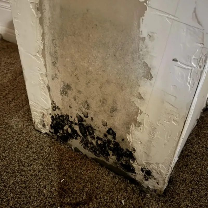 Professional Mold Removal in Bellevue, ID